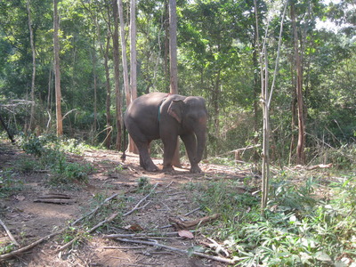 CHANG MAI 2010 258