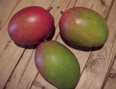 メキシコマンゴーの紹介 マンゴー伯爵 Earl Of Mango インド発信