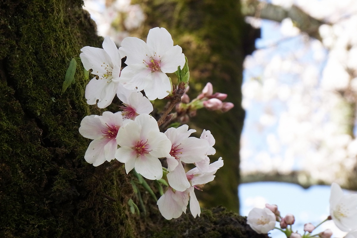 東京倶樂部 Club Tokyo 桜 東京倶樂部 Club Tokyo 桜