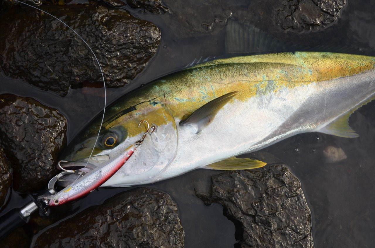 マグナムミノー　ベベルスイマー　20cm 185g マグナムミノー ベベルスイマー 20cm 185g Mangrove Studio > Strike