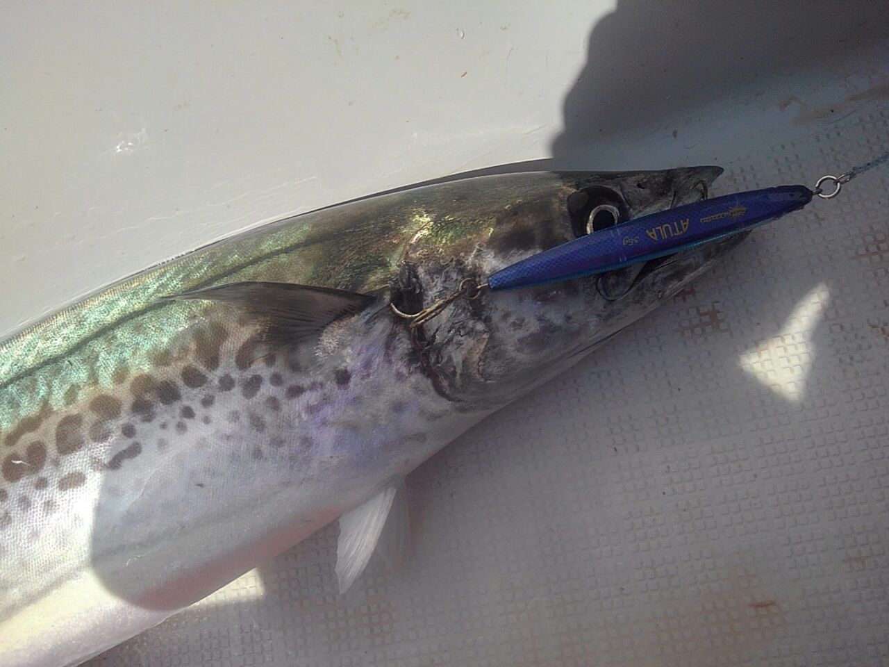 駿河湾サワラキャスティング Mangrove Studio Diary