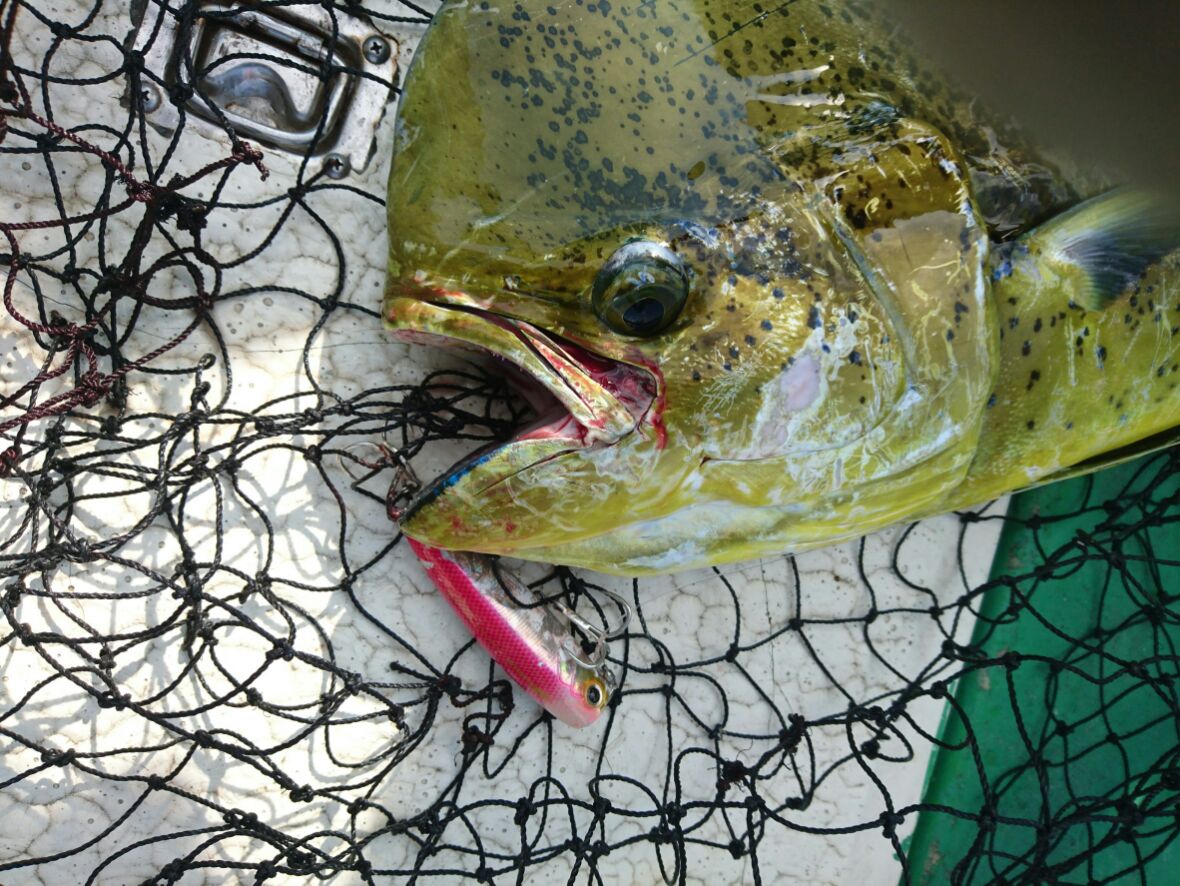 激熱 東伊豆シイラゲーム Mangrove Studio Diary