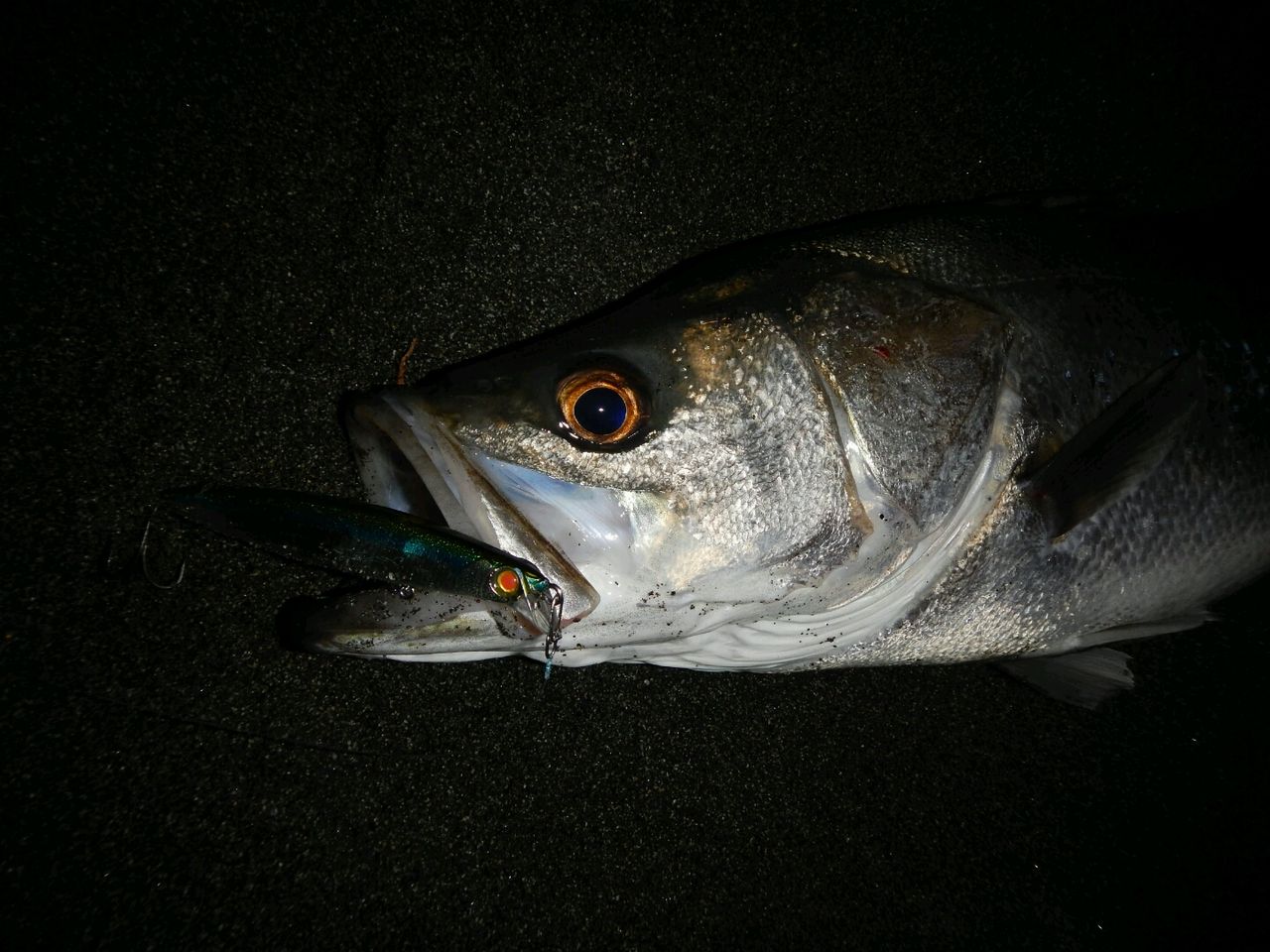 14 1 13 Mangrove Studio Diary 14 1 13 Mangrove Studio Diary