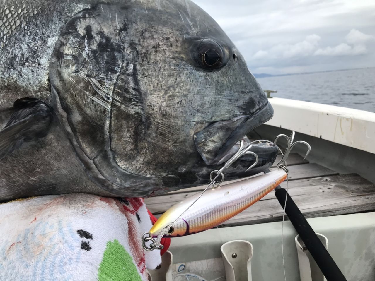 石垣島 浮きボラgt Mangrove Studio Diary