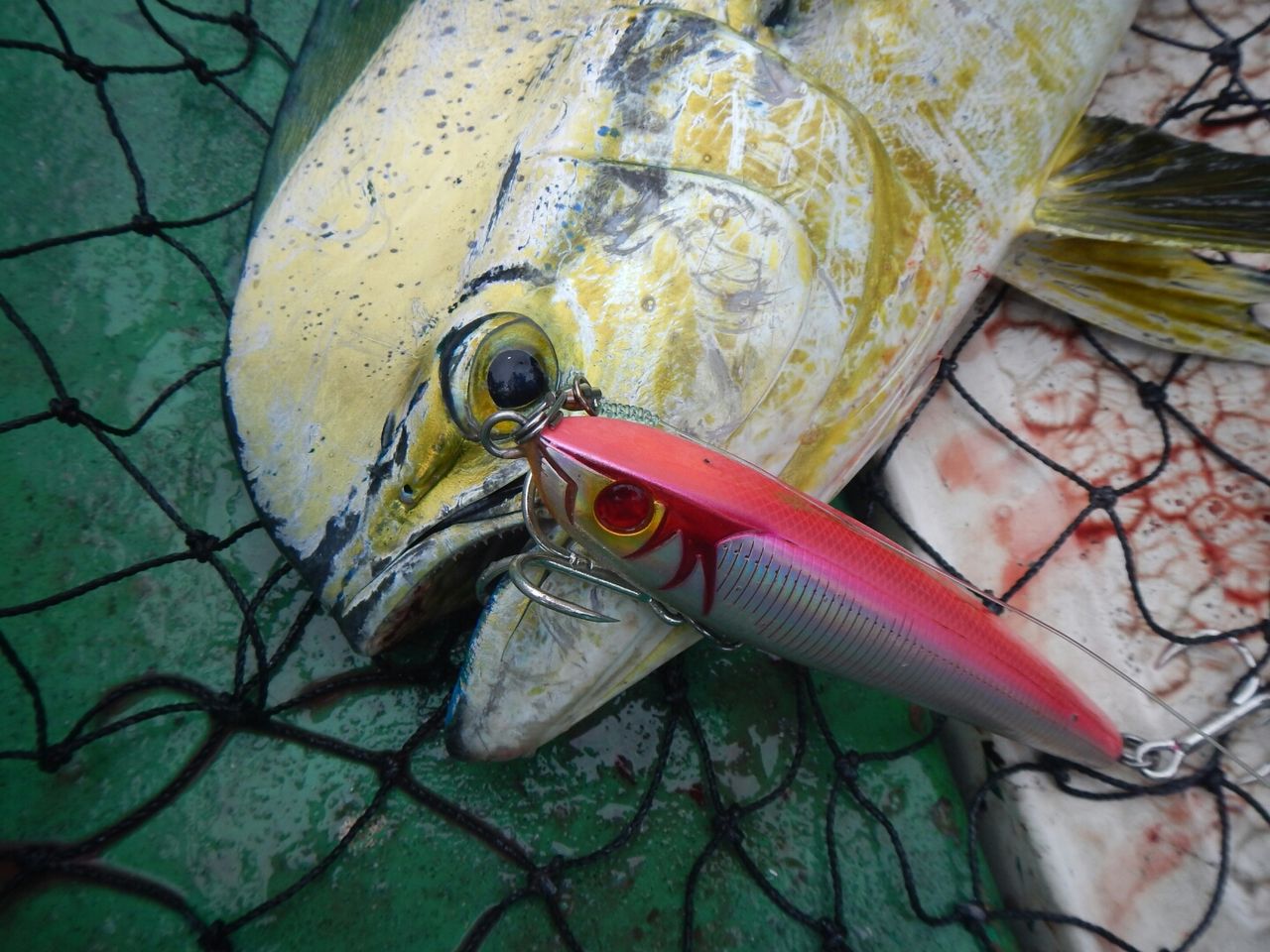 オフショア シイラ Mangrove Studio Diary