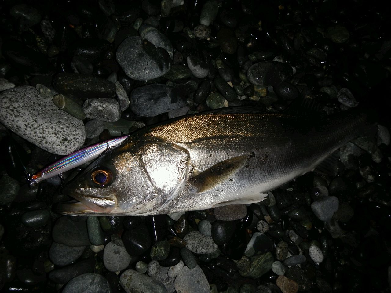 14 1 13 Mangrove Studio Diary 14 1 13 Mangrove Studio Diary