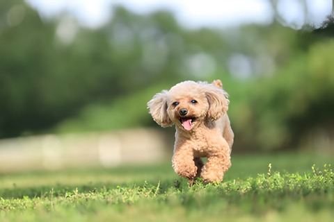 愛犬