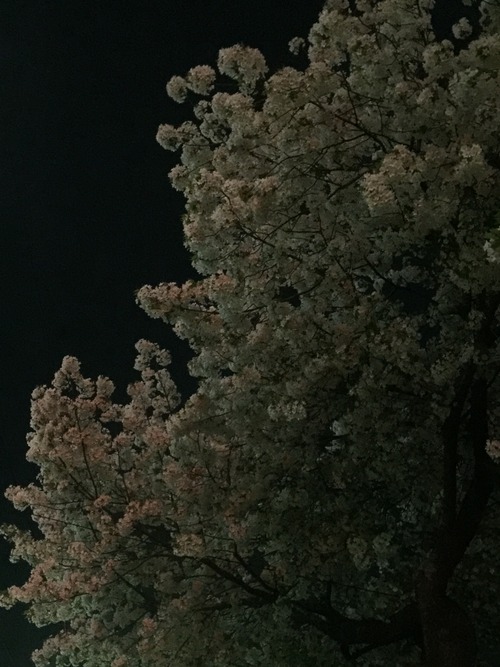 20150402_cherry2