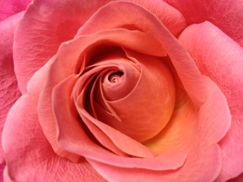20121224_rose
