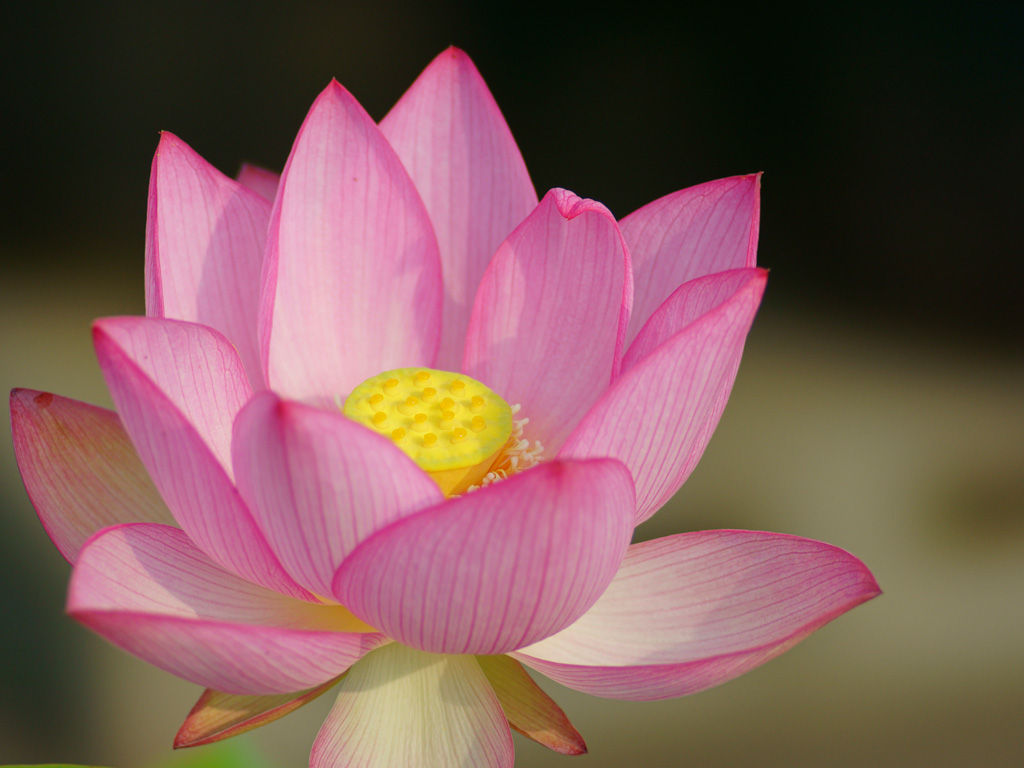Tere Inenggi ハス 蓮 Lotus Tere Inenggi ハス 蓮 Lotus