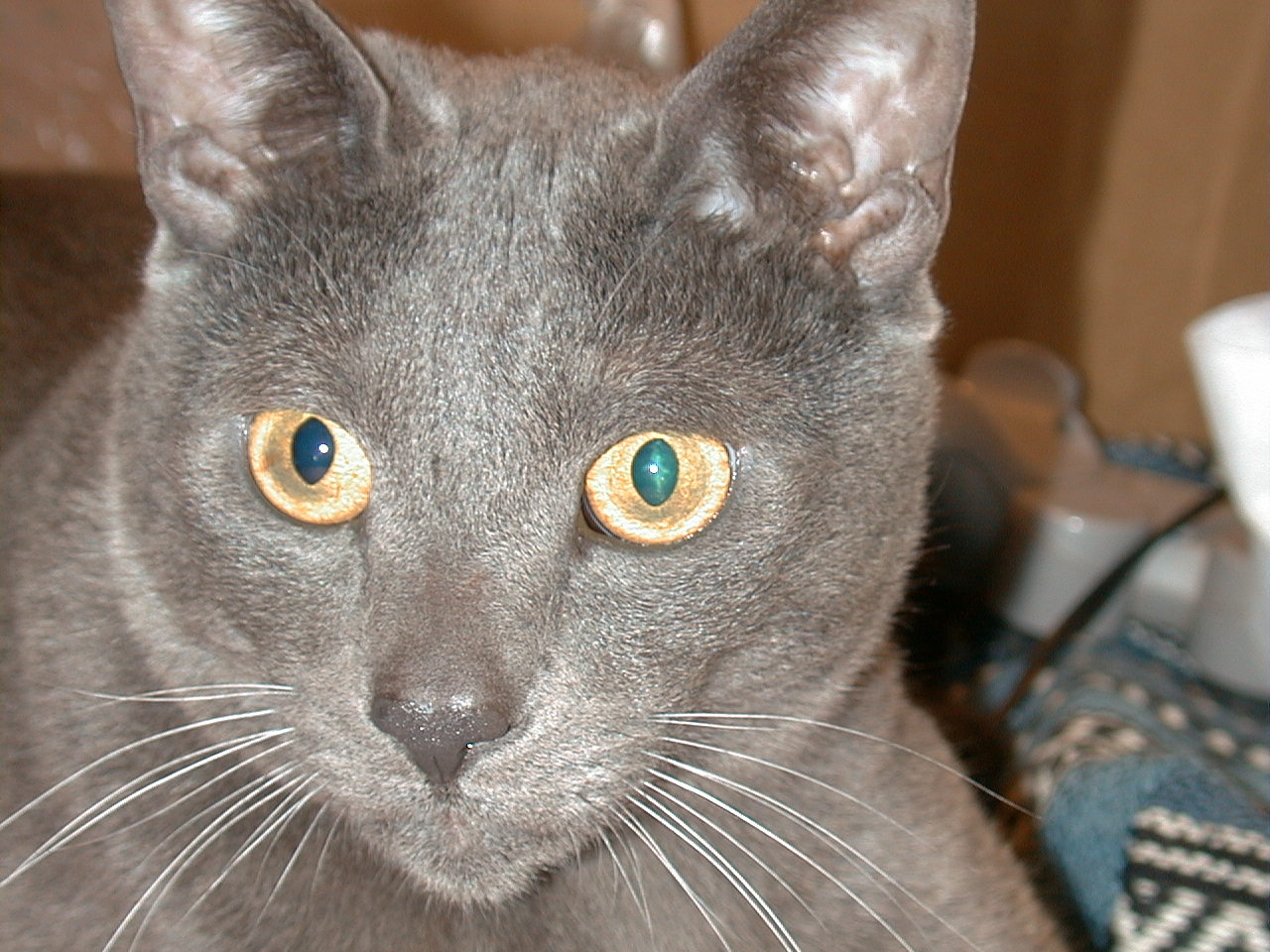 すべてのカタログ 無料印刷可能 猫 帰ってくる おまじない