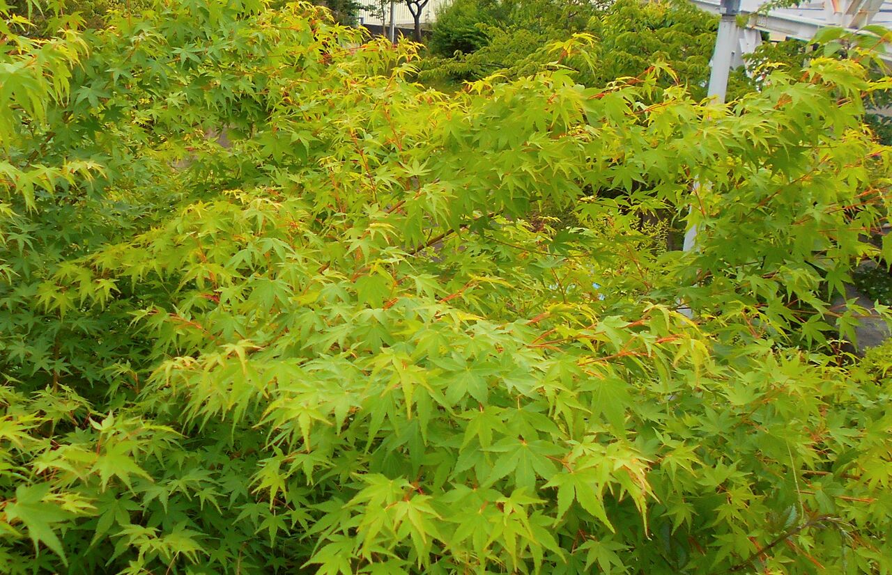 新緑キラキラ Manjyusou Ikedaのblog