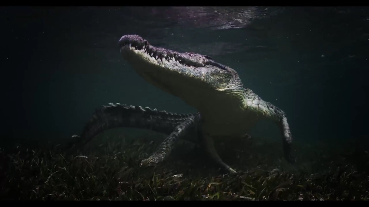 古武士の風格 塩水性アメリカン クロコダイルが身にまとう恐竜時代の威圧感 われわれがネズミだったころの記憶 恐るべきワニの水中動画 満艦飾