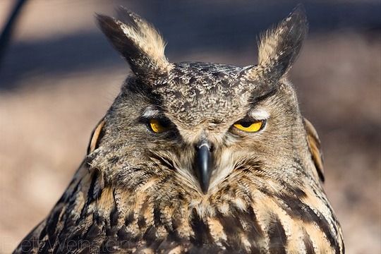 800px-Sleepy_Eurasian_Eagle-Owl