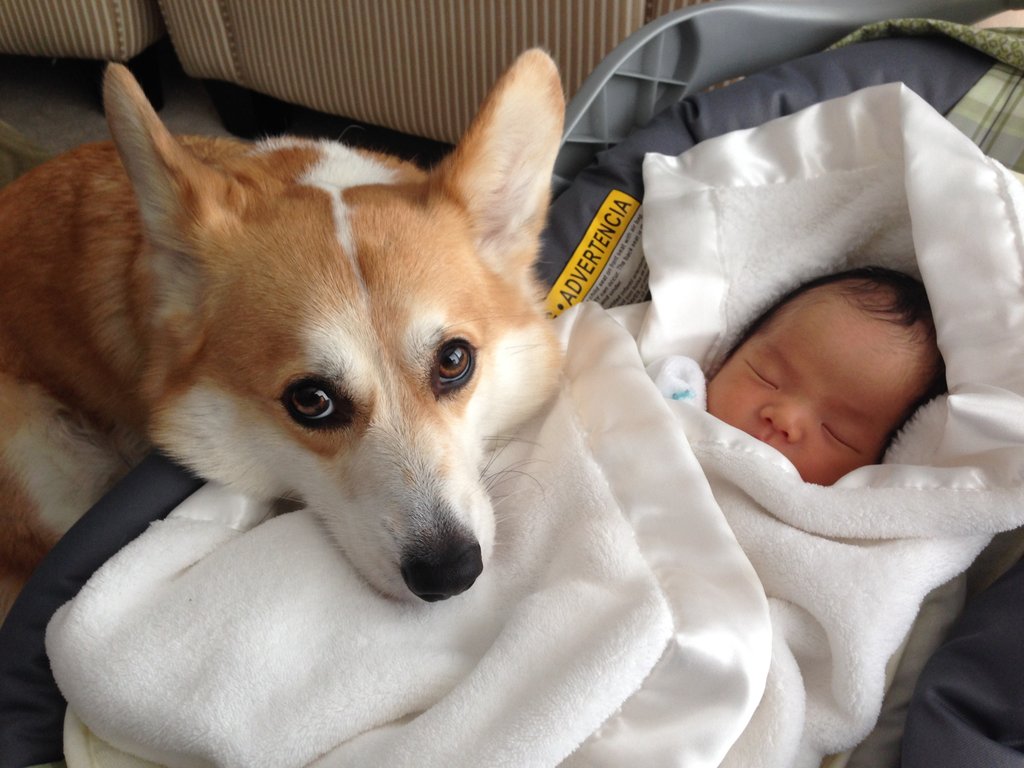 赤ちゃんの側をコーギー犬が片時も離れない 写真で見る お兄ちゃんとしてがんばっている犬 満艦飾