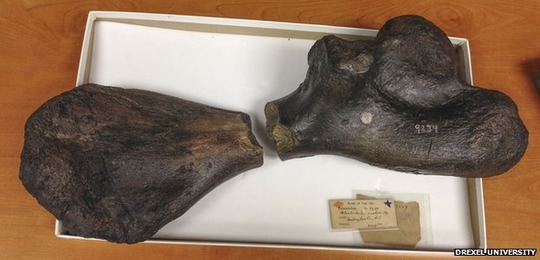 _73771105_partial_limb_fossils_drexeluniversity