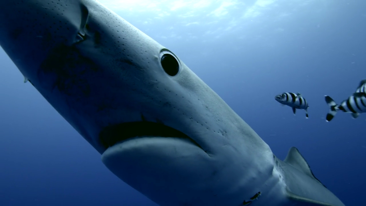 南アフリカ沖の海中遊泳 ジャイアント ケルプの森でおいしそうな魚を眺め と思ったらヨシキリザメの真ん丸な目で逆に品定めされている そんな浮遊感に満ちた動画 満艦飾