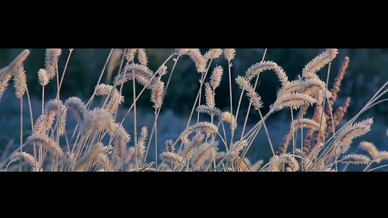 北海道の秋の風景 ほんの少しだけ季節を先取りして 秋から冬を迎える心の準備をしましょう うつろいゆく色彩が美しい動画 Aki 満艦飾