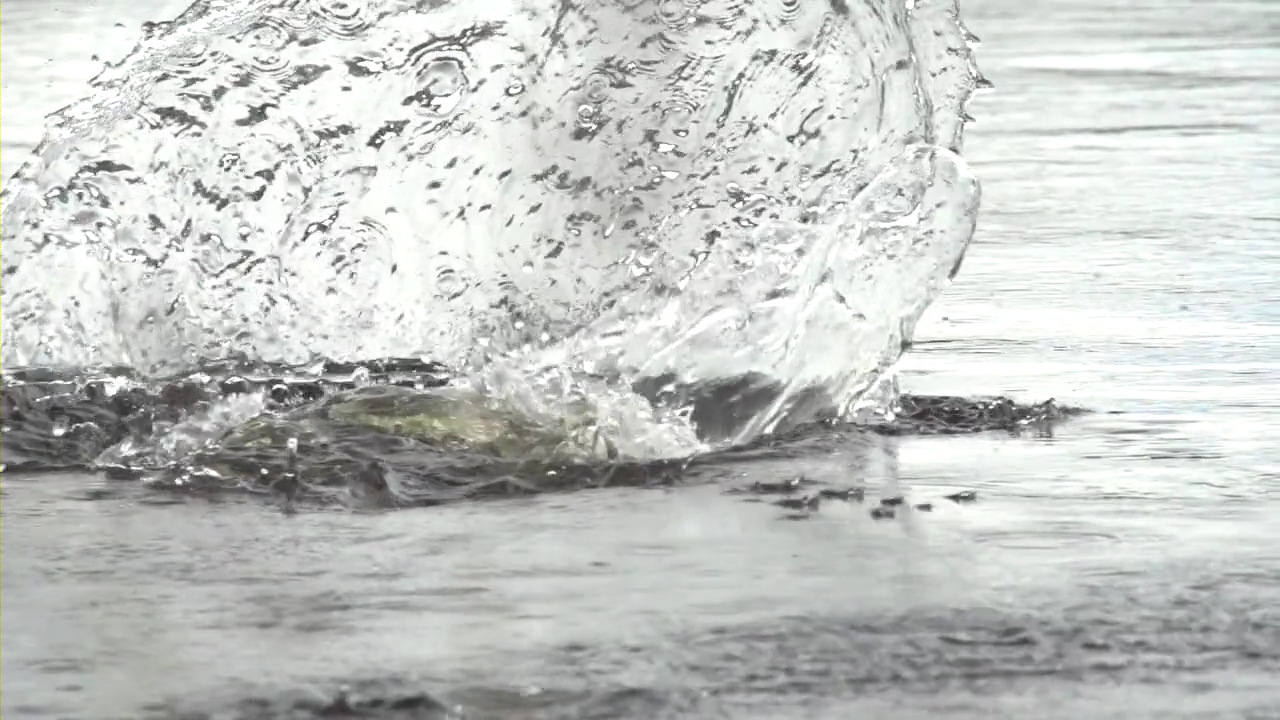 雨上がりの水面にマスがせり出してきてイトトンボを食べまくる 命の輝きが美しい動画 Damsel In Distress 満艦飾