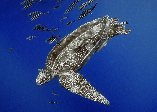 Leatherback sea turtle and fish