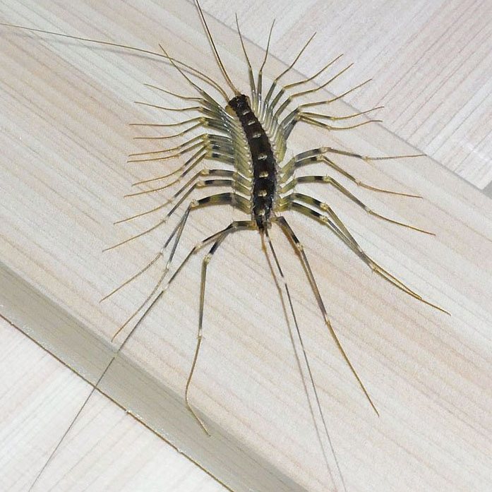 ワイの家 巨大ゲジゲジと巨大グモが住み着く 満々速報