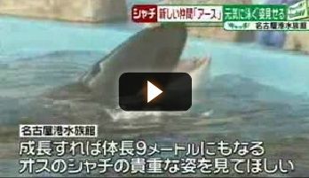 サメ シャチ好き集まれ情報局 Livedoor Blog ブログ