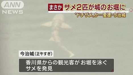 サメ シャチ好き集まれ情報局 愛媛のサメ Livedoor Blog ブログ サメ シャチ好き集まれ情報局 愛媛のサメ Livedoor Blog ブログ