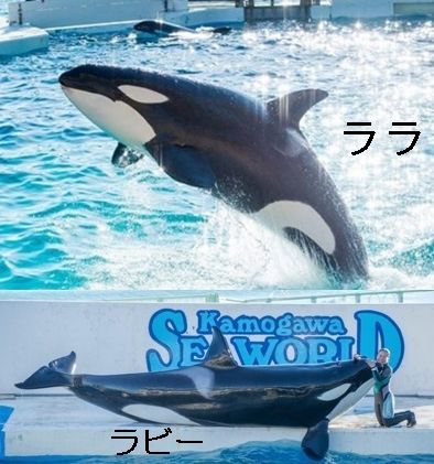 サメ シャチ好き集まれ情報局 名古屋港水族館シャチ Livedoor Blog ブログ