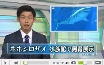 NHK ホホジロザメ