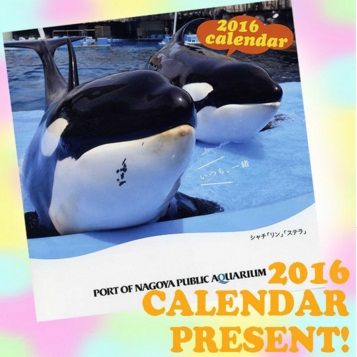 サメ シャチ好き集まれ情報局 名古屋港水族館シャチ Livedoor Blog ブログ