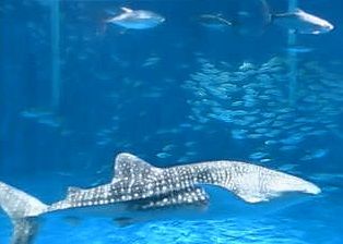 いおワールドかごしま水族館