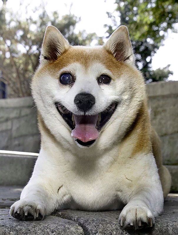 なんjにあらわれた犬で打線組んだｗｗｗｗｗｗｗｗｗｗｗ Jの者 なんjまとめブログ