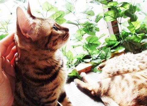岡山倉敷 ヒョウ猫の森 ベンガルだけのネコカフェ 美観地区の癒しスポット 倉敷の猫屋敷の2階です １９８６０７０７ Powered By ライブドアブログ