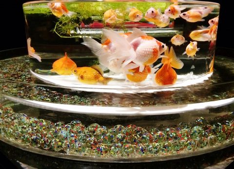 金魚品評
