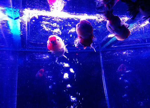 金魚コレクション