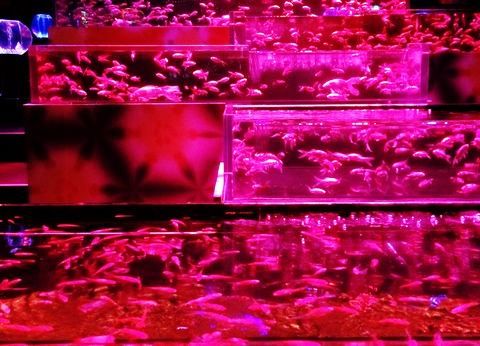 華魚撩乱