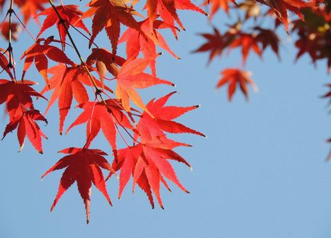 紅葉