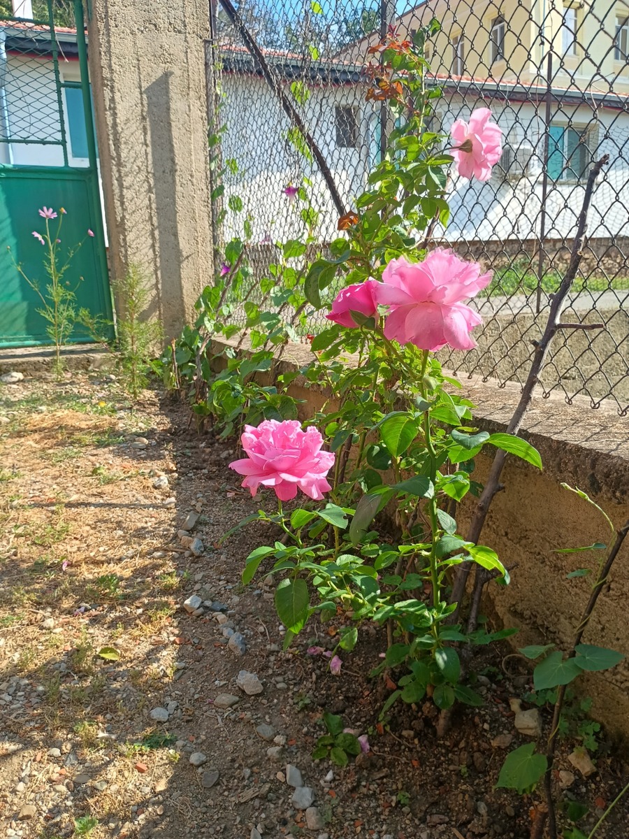 IMG_20250716_093050866_HDR