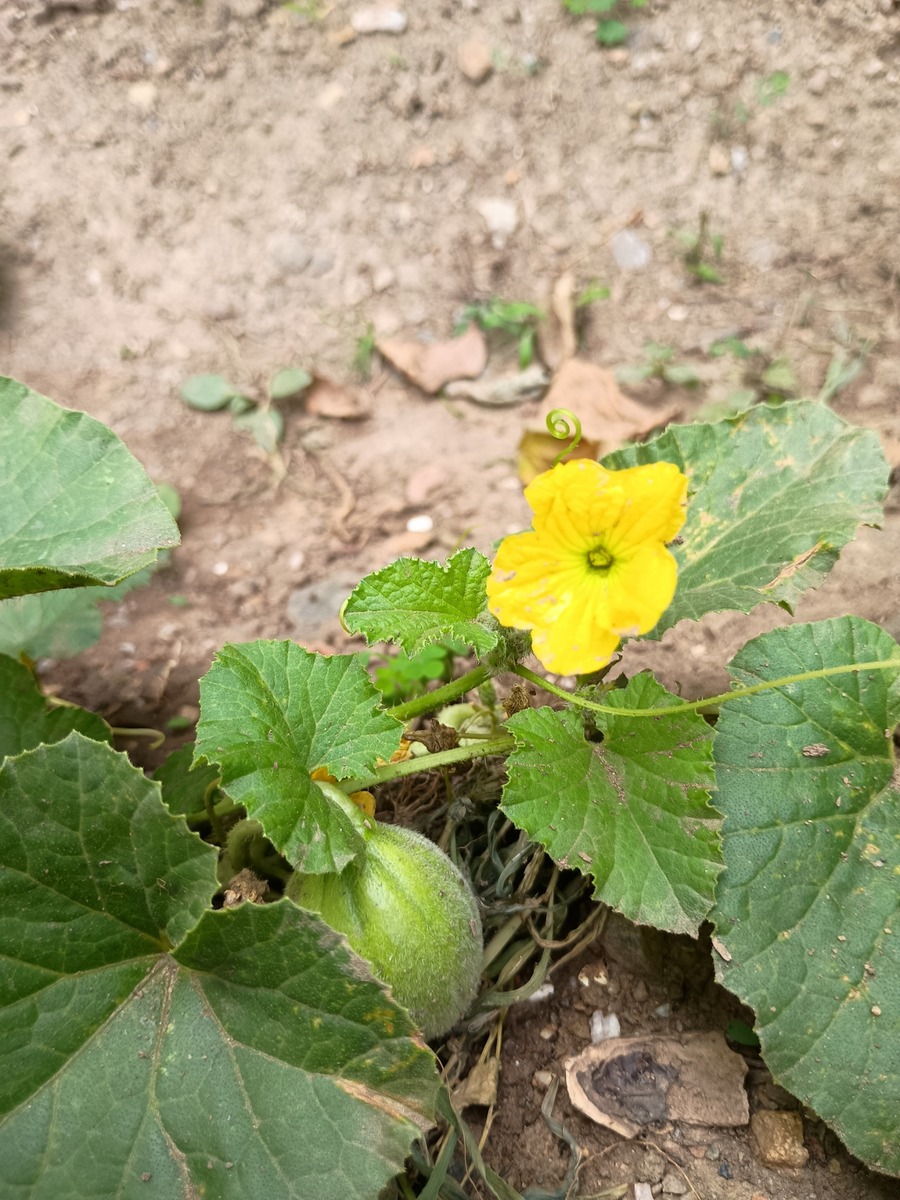 IMG_20250806_131226566