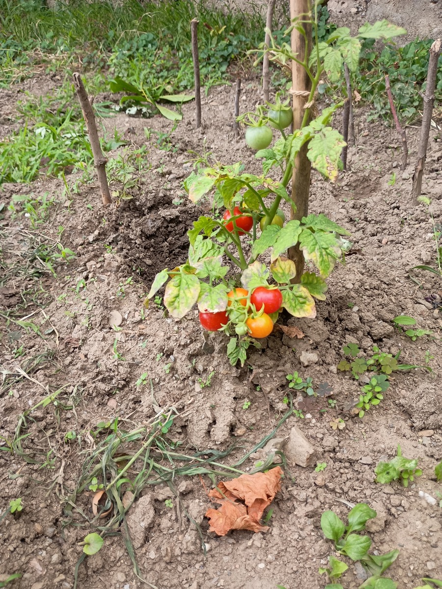 IMG_20250806_131331714