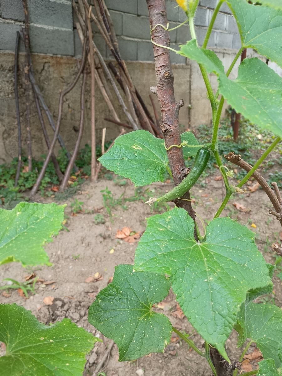 IMG_20250806_131137188