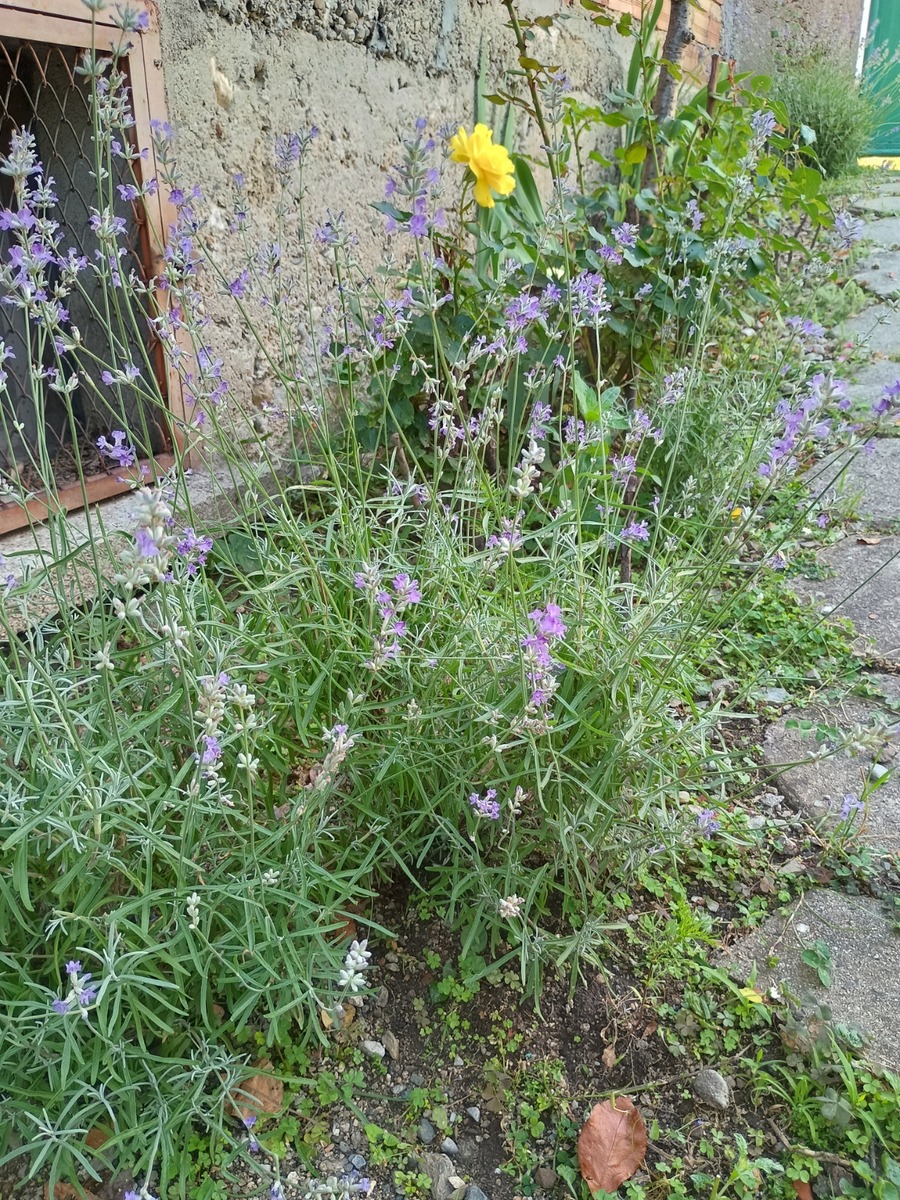 IMG_20250629_140050549_HDR