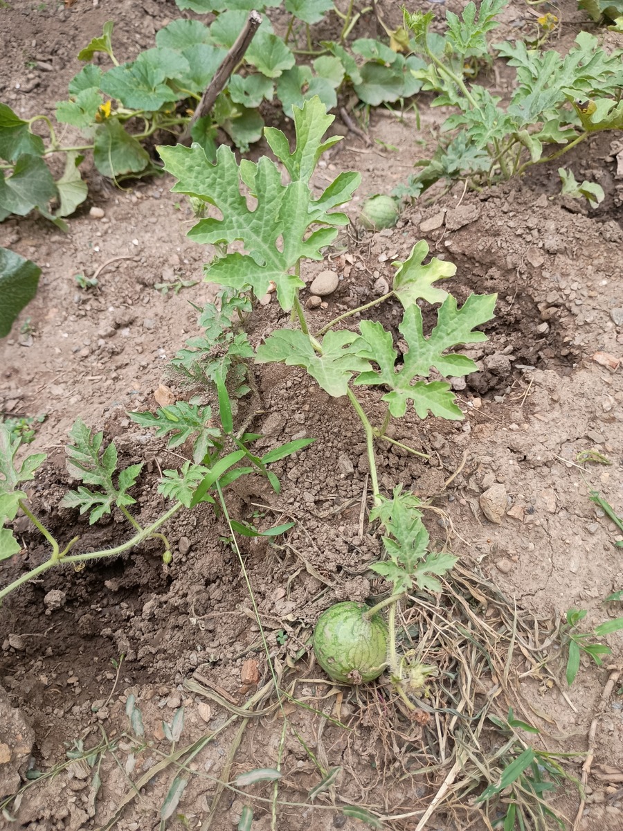 IMG_20250806_131152243