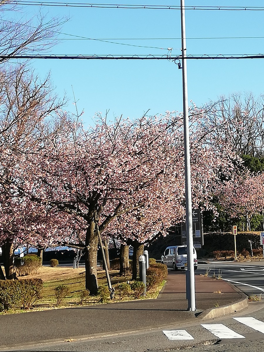 桜