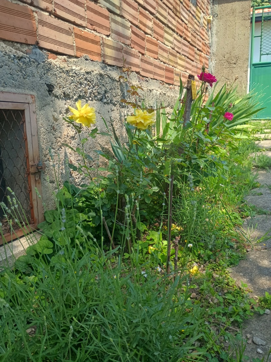 IMG_20250604_113200068_HDR~2