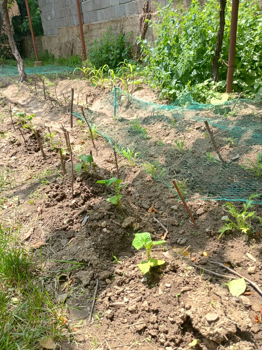 IMG_20250610_125011772_HDR