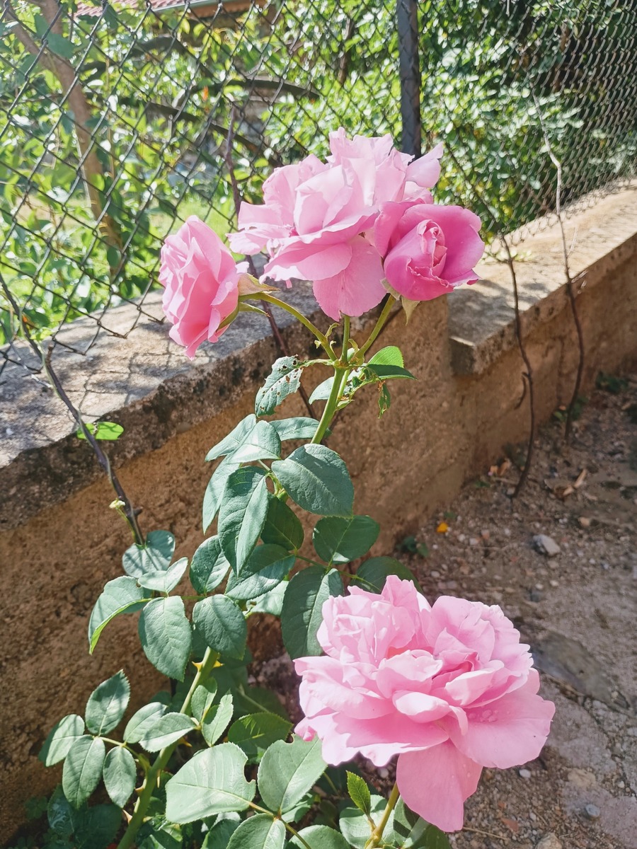 IMG_20250716_093157076_HDR~4