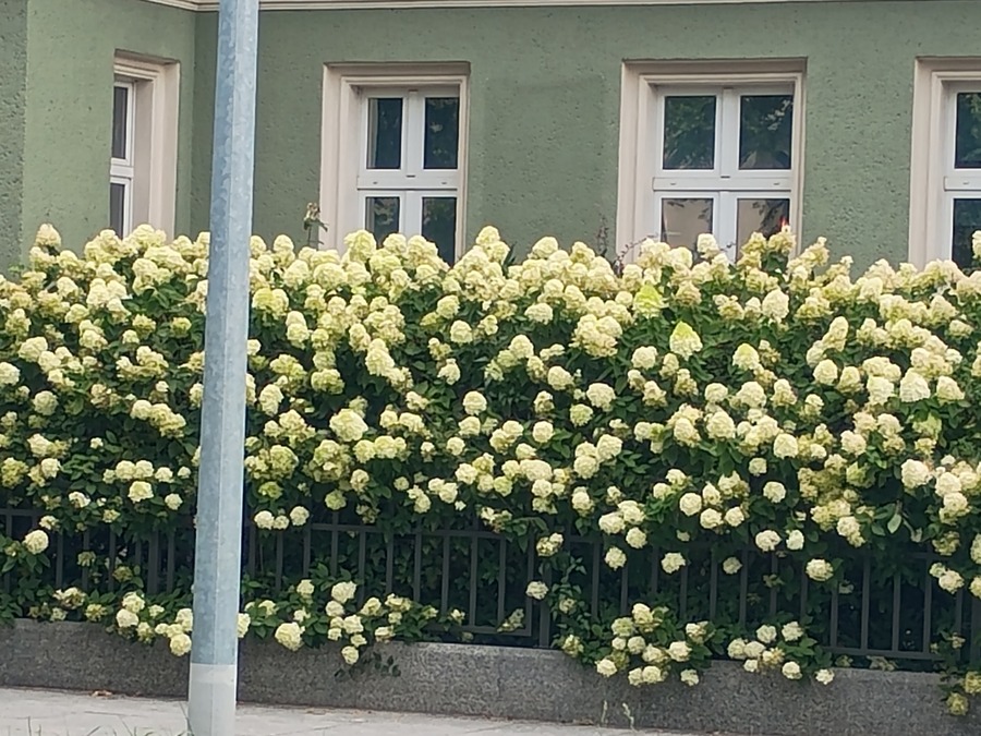 IMG_20250813_133513477