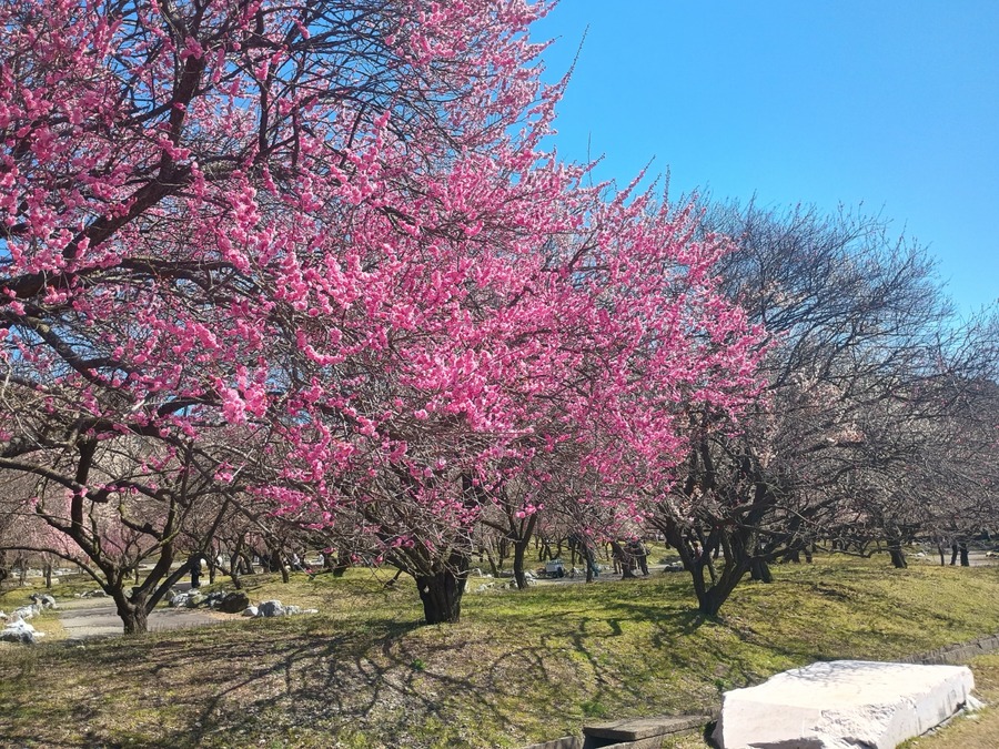IMG_20260311_124427555_HDR