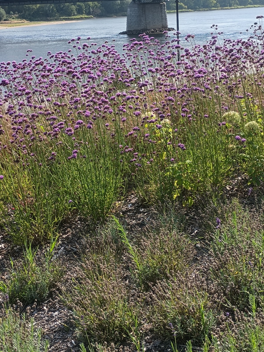 IMG_20250816_161521489